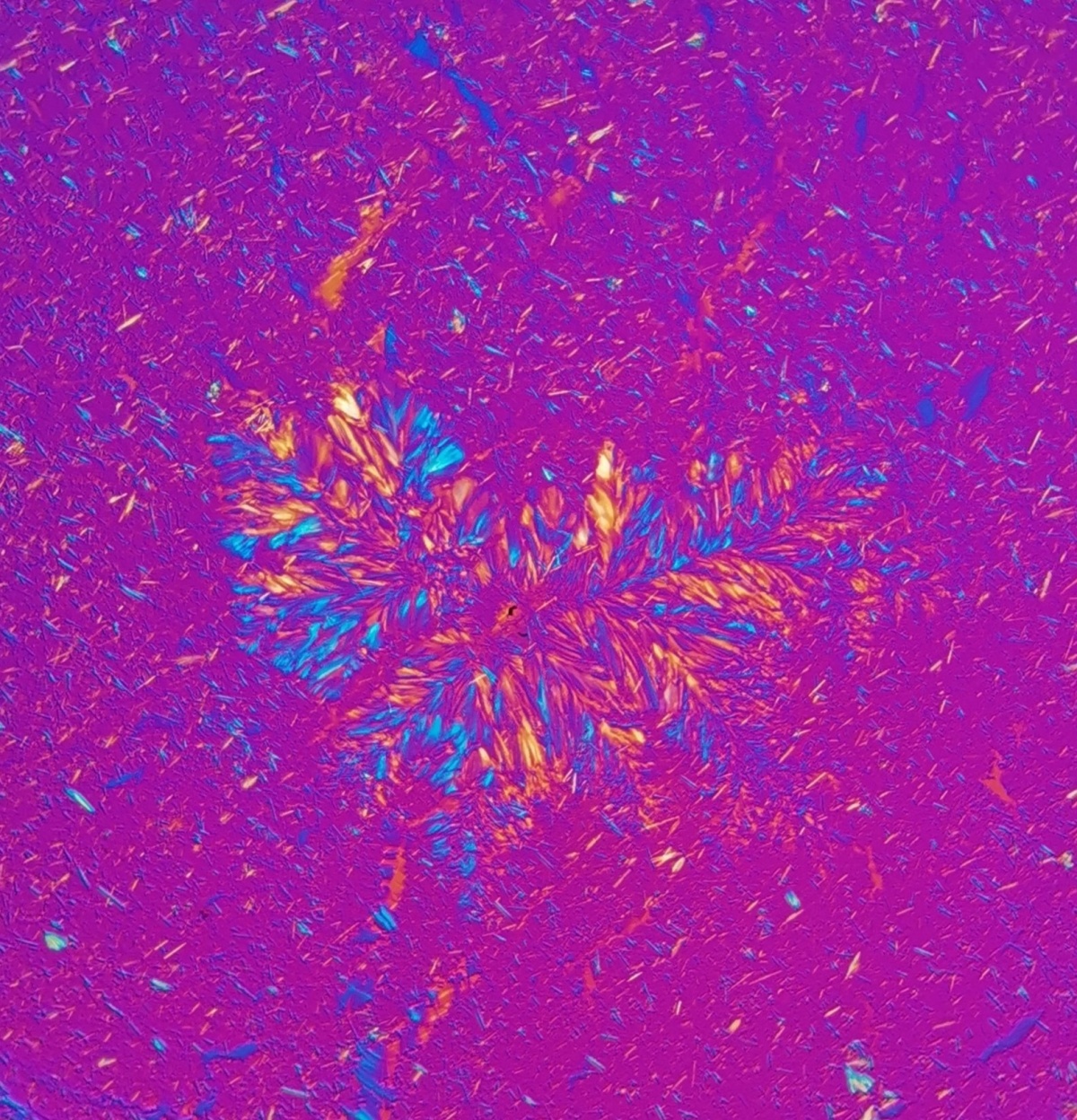 Birds of a feather flock together Lavisha S Punjabi