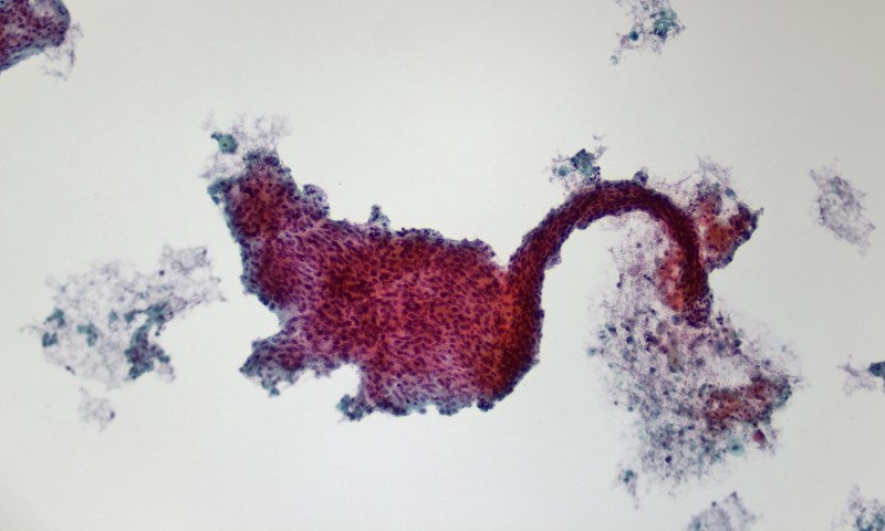 May 2025 Image of the Month - Cat