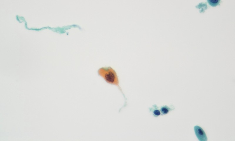 Image of the Month winner for February 2026