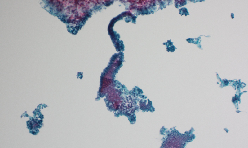 Image of the Month winner for June 2026