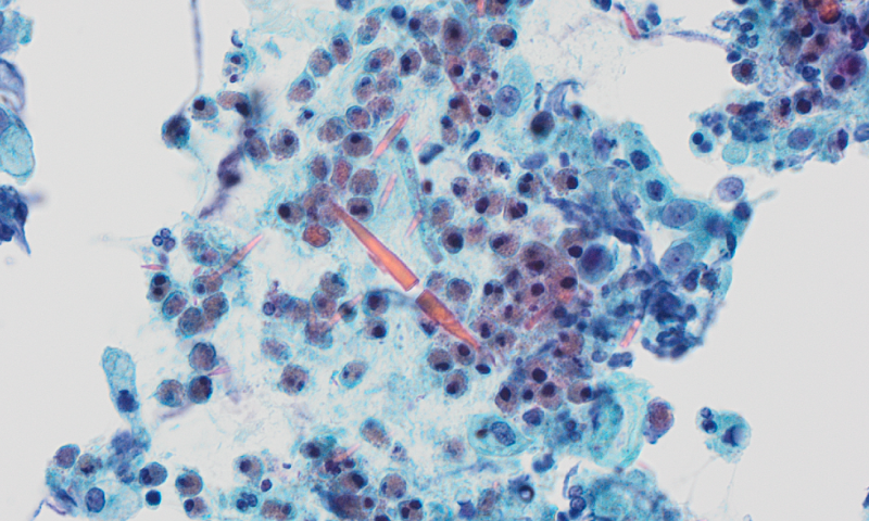 Image of the Month winner for May 2026