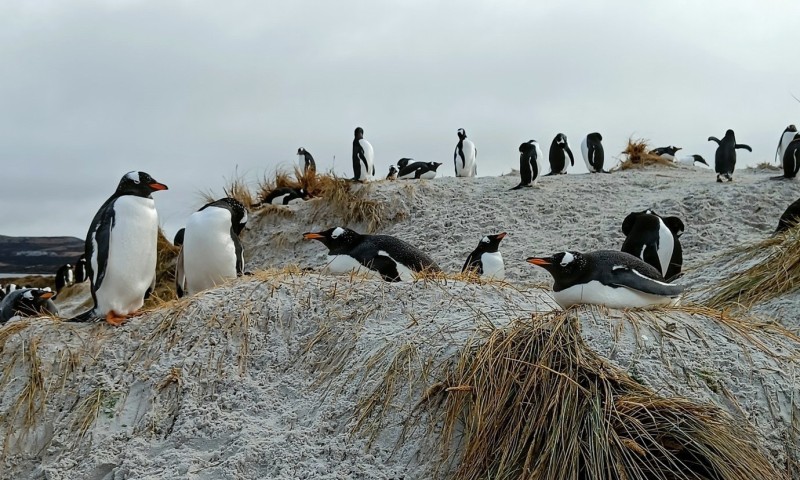 Open Access Blog - From Portsmouth to the Falklands: The Adventures of a Travelling Biomedical Andrologist