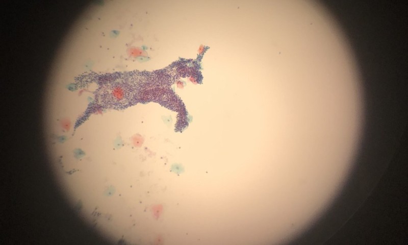 Pol(l)y the Unicorn