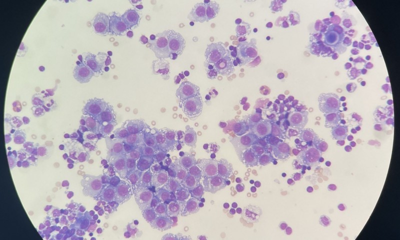 Image of the Month winner for July 2026
